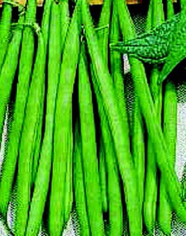 Improved Tendergreen Bean